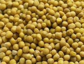 семена жёлтой горчицы