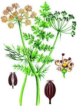 кумин, зира, индийский тмин, растение
