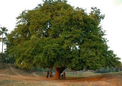 Тамариндовое дерево