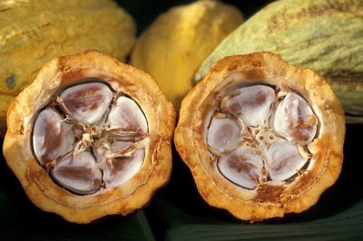 натуральные какао бобы для сыроедов и веганов