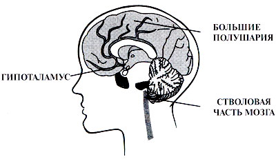 Центр голода в гипоталамусе. Гипоталамус центр голода и насыщения. Пищевой центр головного мозга. Центр насыщения в головном мозге.